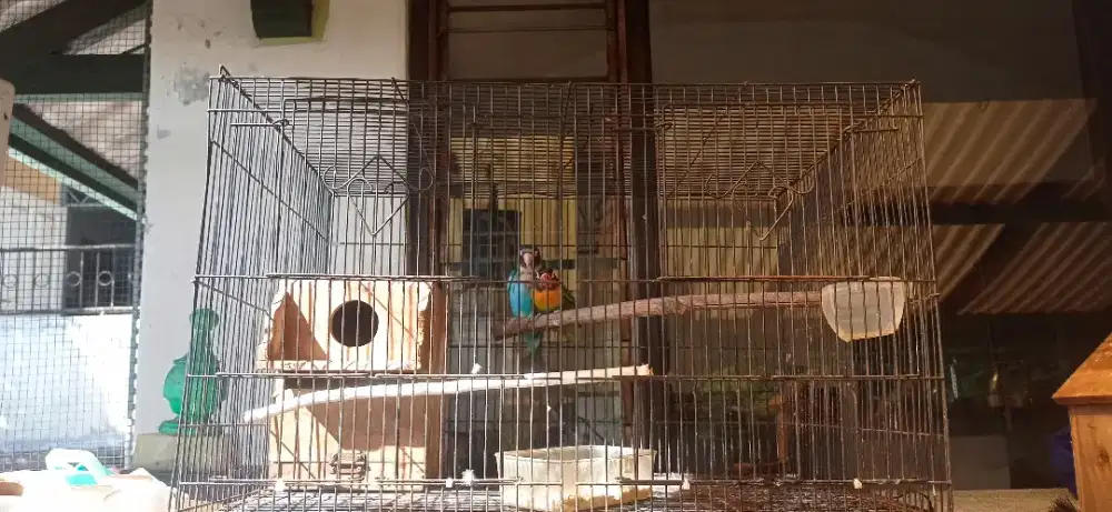 Lovebird sepasang