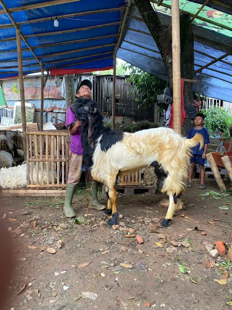 Jual Hewan qurban dan aqiqah