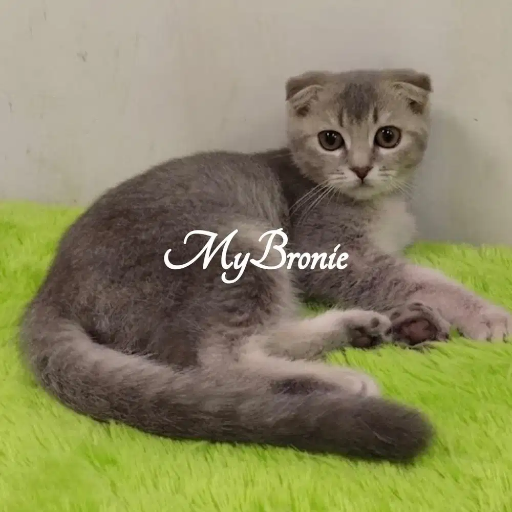 Kucing scottish fold jantan blue golden
