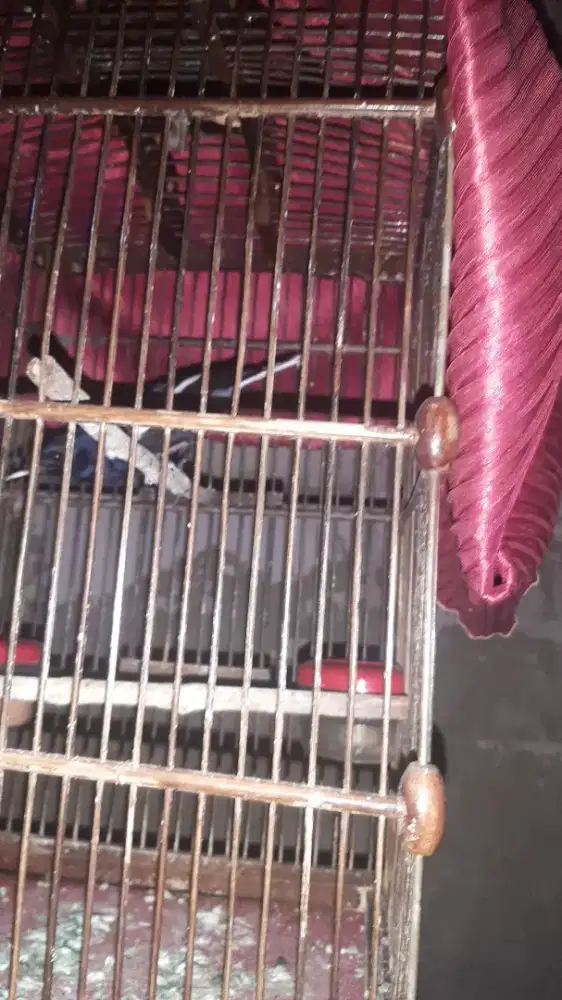 Burung kacer dahit jateng