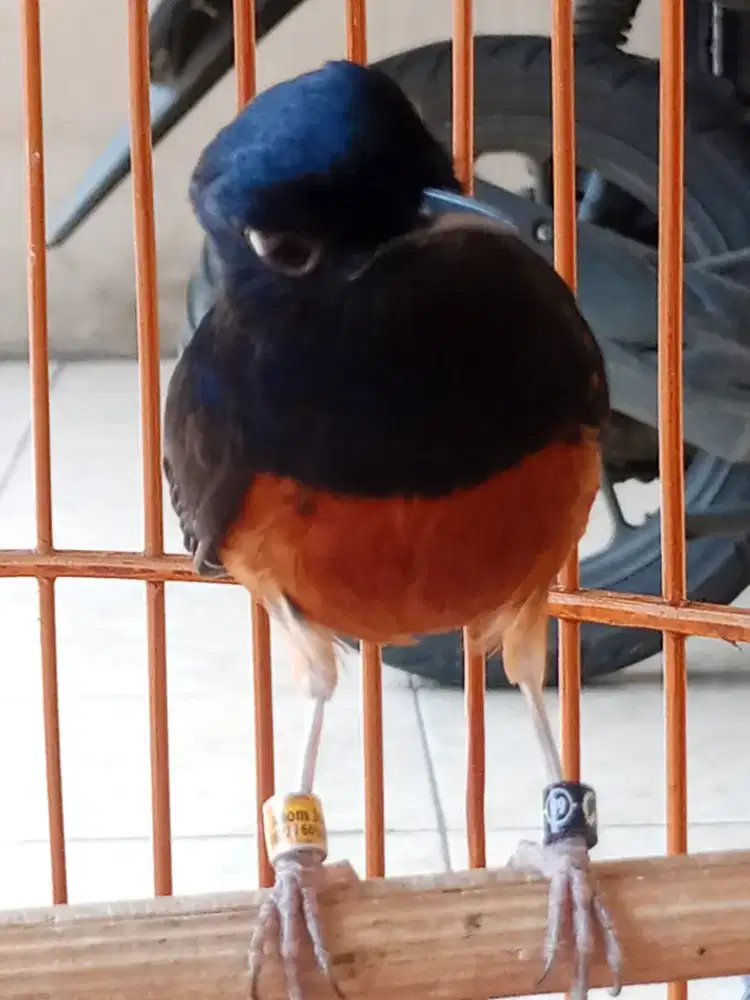 Jual burung murai gacor dan kandang y
