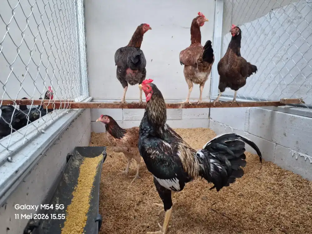 Indukan Ayam KUB 2 Janaka, KVG Farm