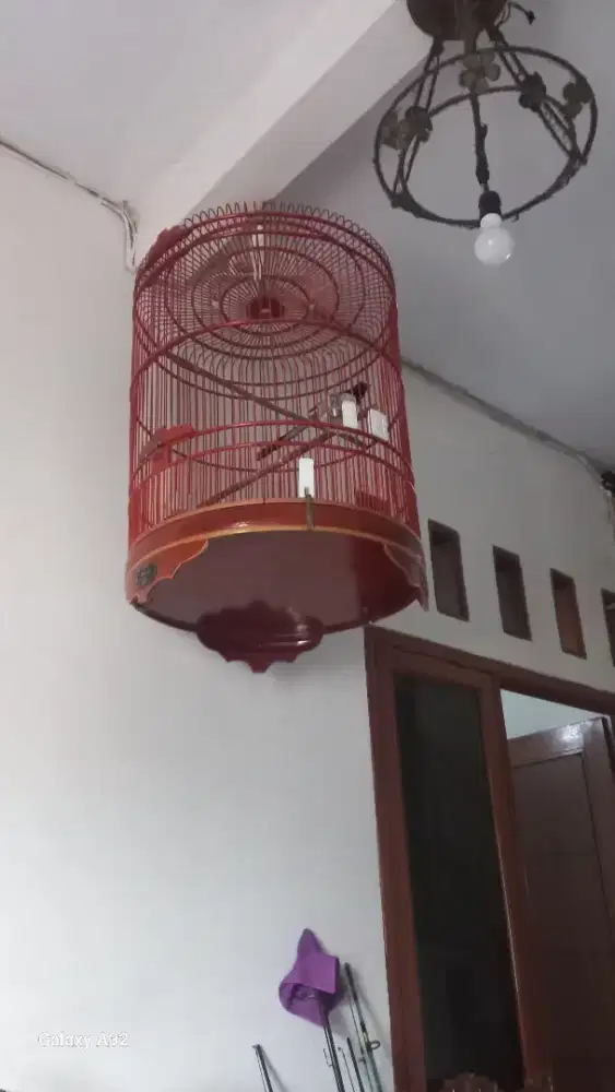 Murai batu medan lomba, isian materi mewah.
