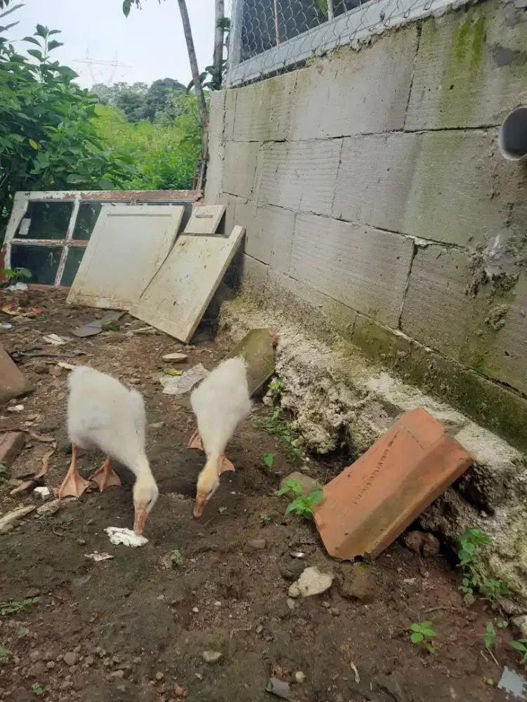 Sepasang anakan soang angsa jumbo