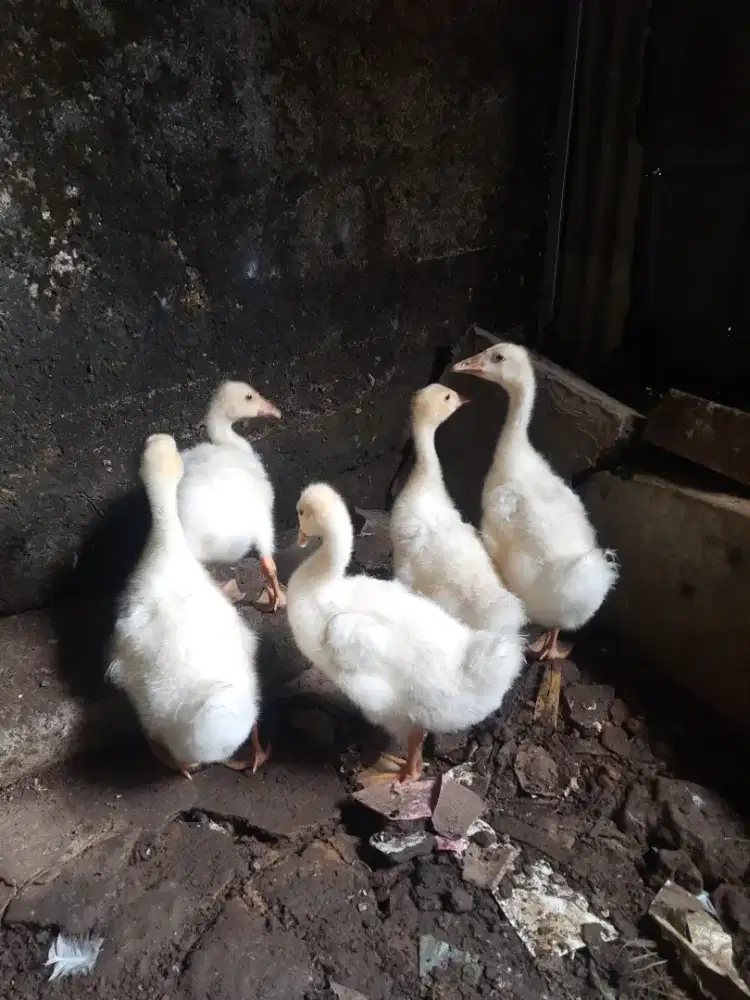 Anak soang putih polos