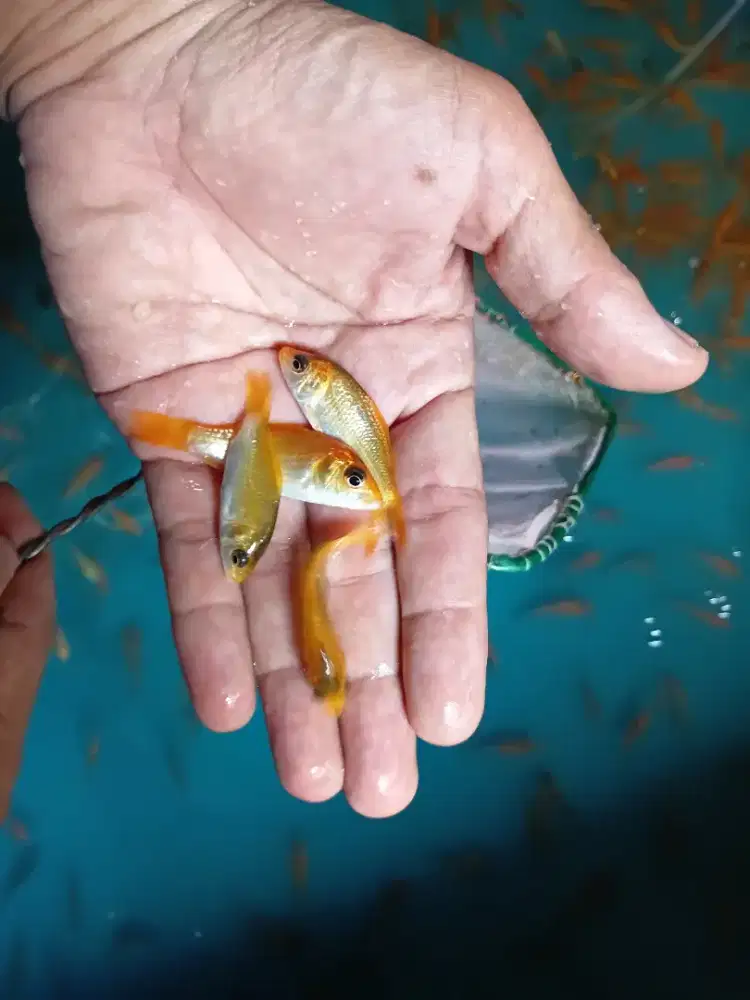 Bibit Ikan Mas Super