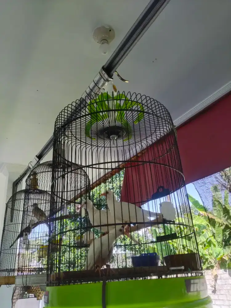 Burung puter albino mata merah