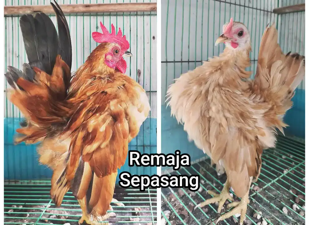 Ayam Serama remaja sepasang