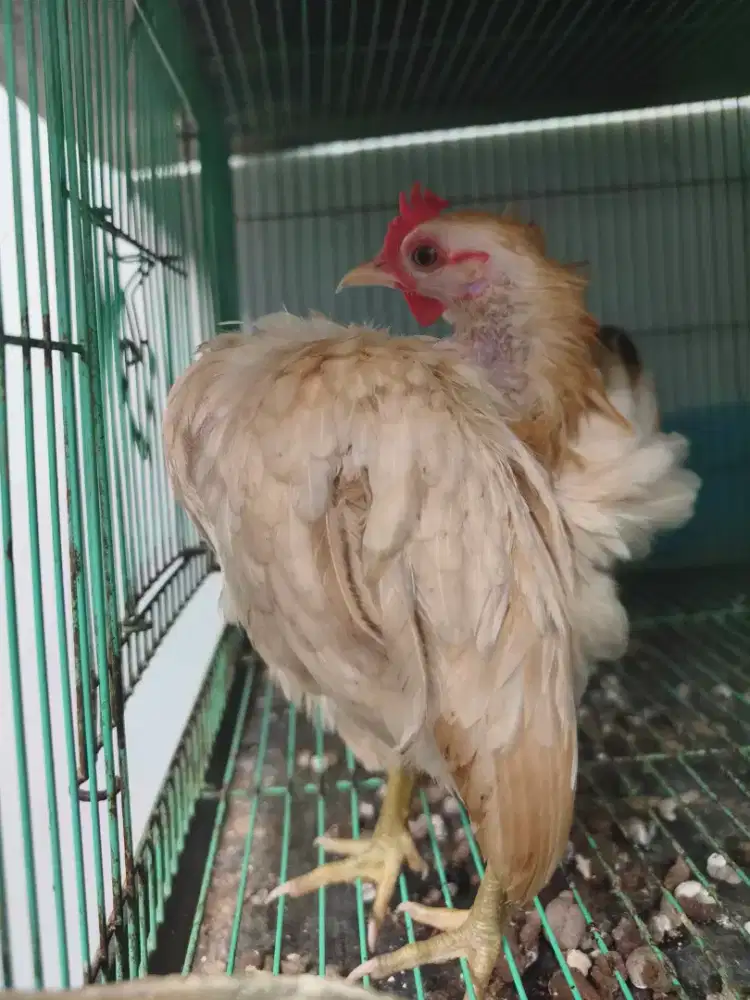 Ayam Serama Betina Dewasa