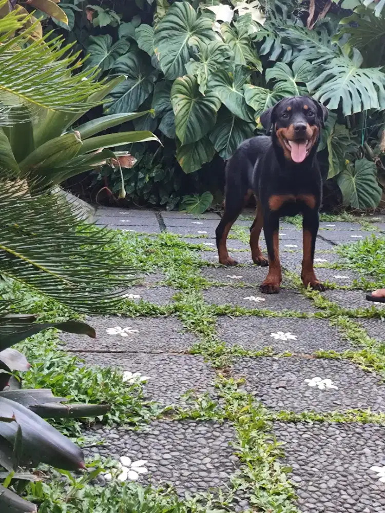 Rottweiler puppies/anakan rottweiler