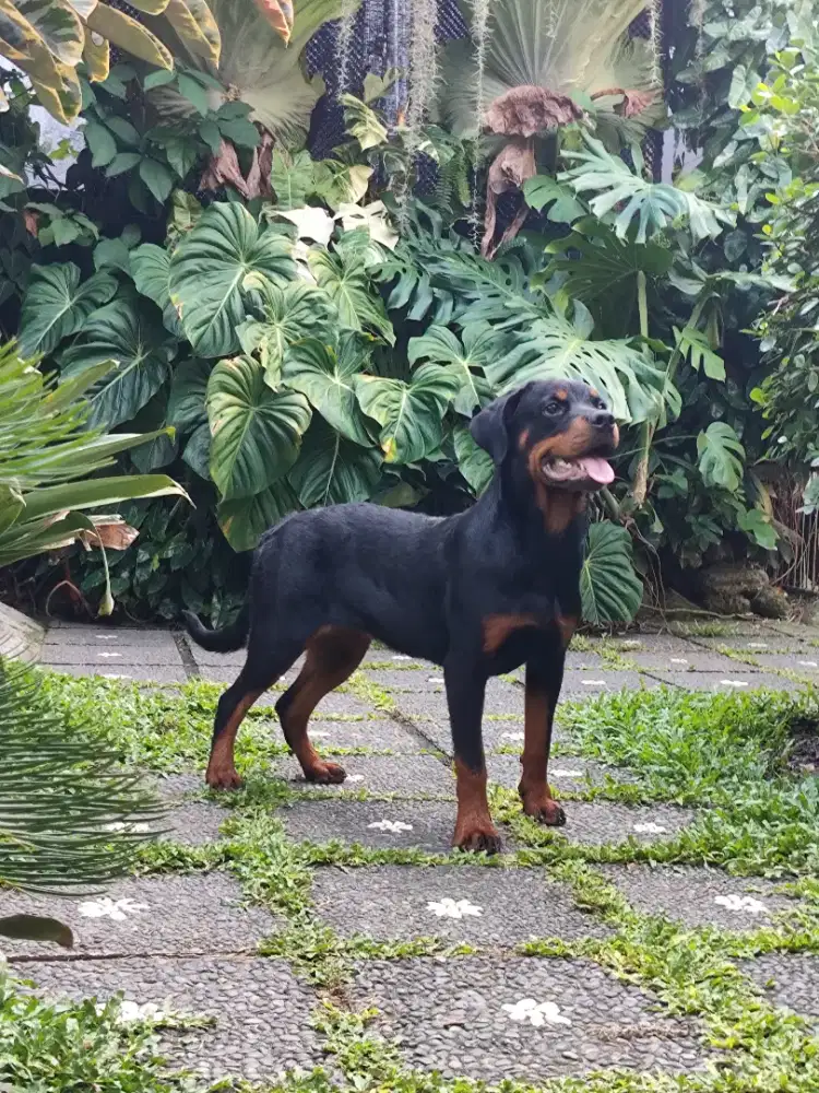 Rottweiler puppies/anakan rottweiler