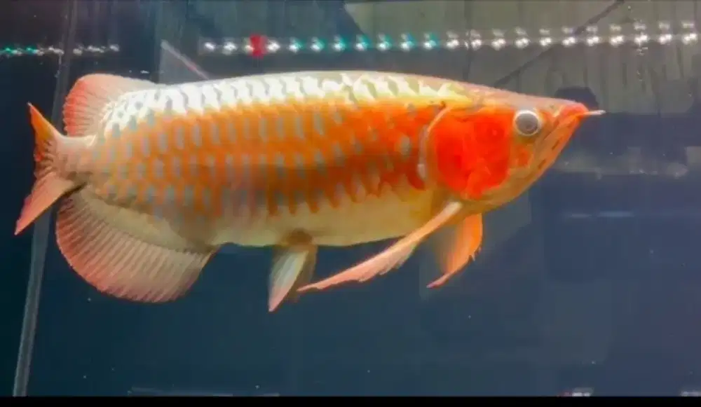 Arwana super red