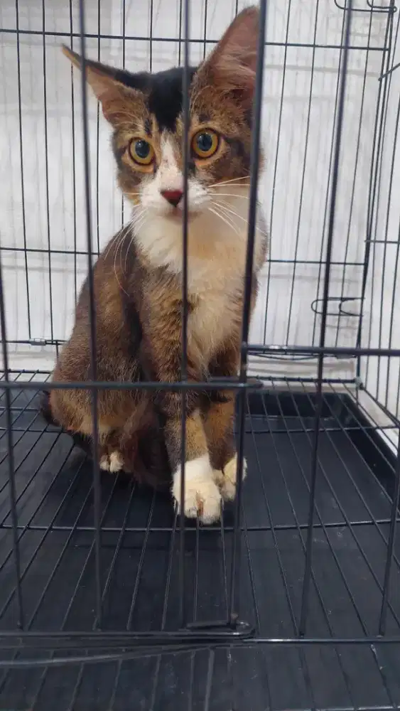 Kucing Mainecoon mix persia