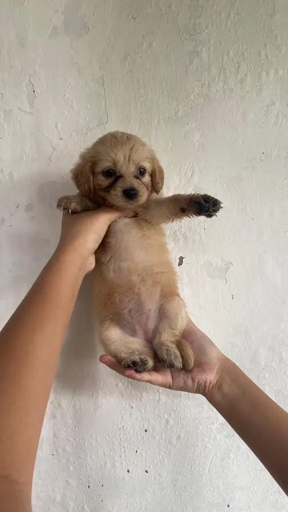 PUPPIES HALF POODLE
