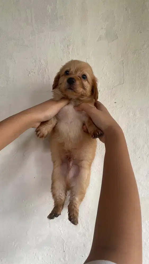 PUPPIES HALF POODLE