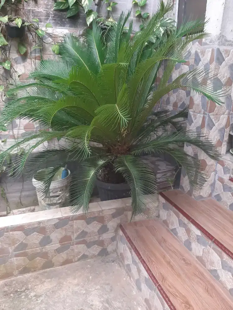 Pohon palem sikas