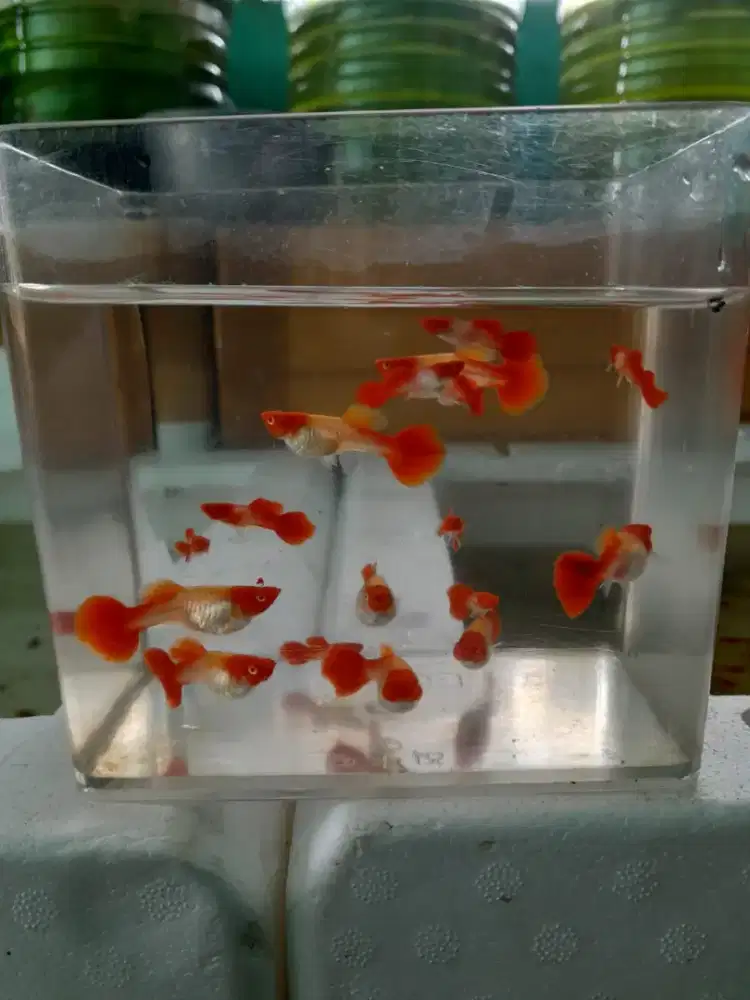 Albino Koi Gen Red Ear