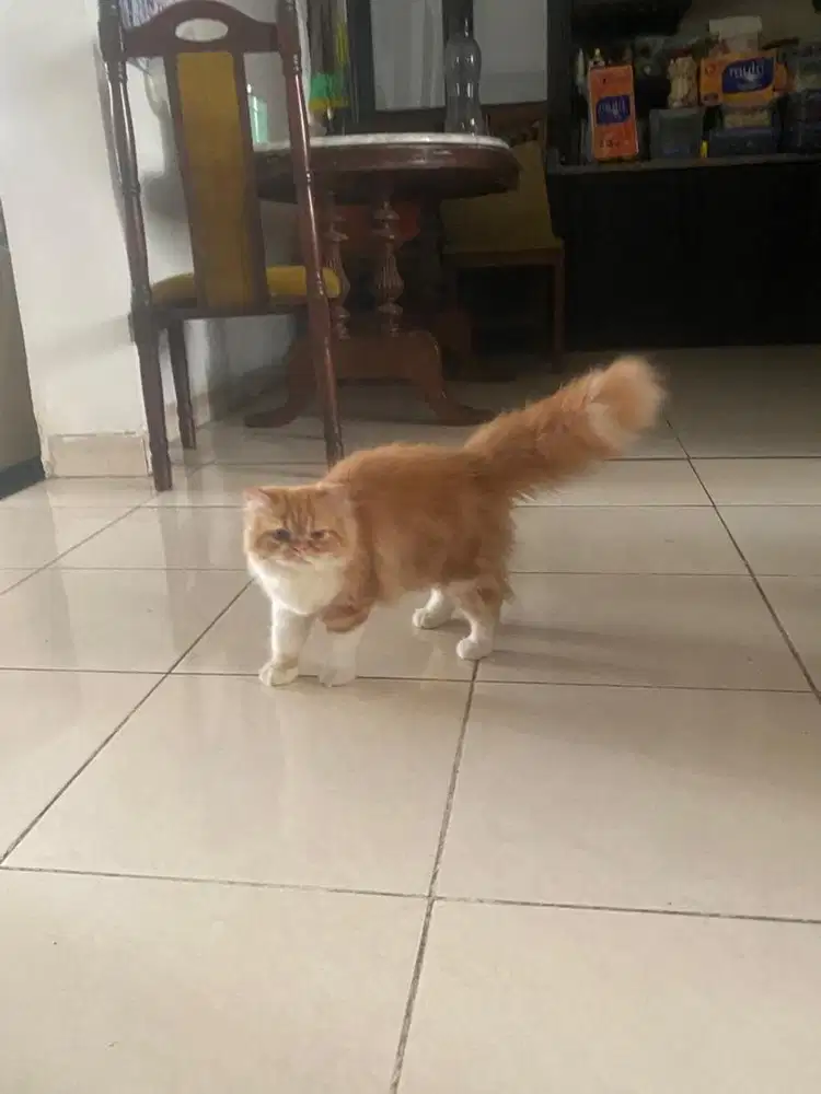 Lepas Adopsi Kucing Peaknose longhair