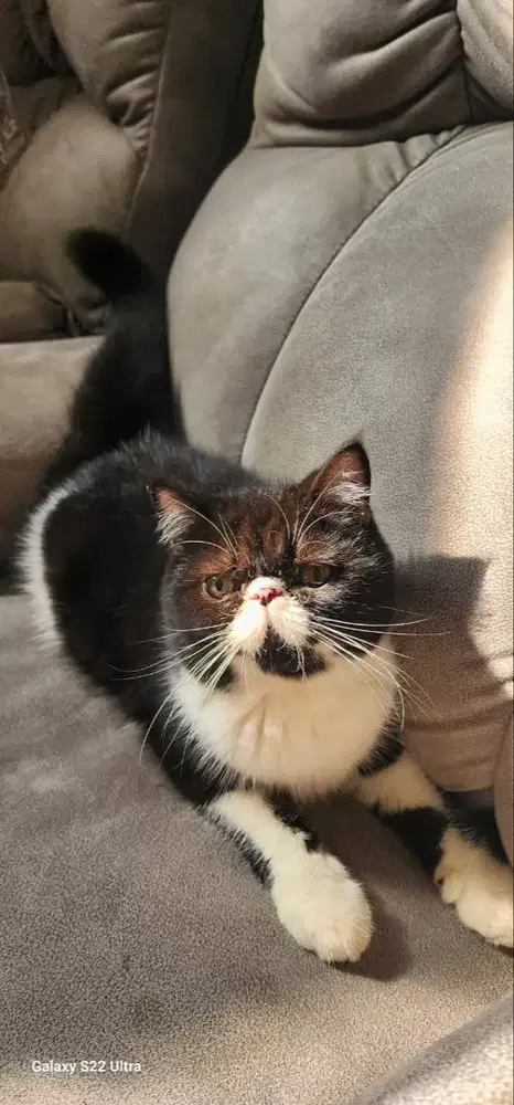 Open Adobted persia peaknose usia 4 bulan ada jantan dan betina