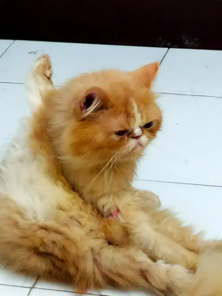 Kucing Persia Peak Nouse LH