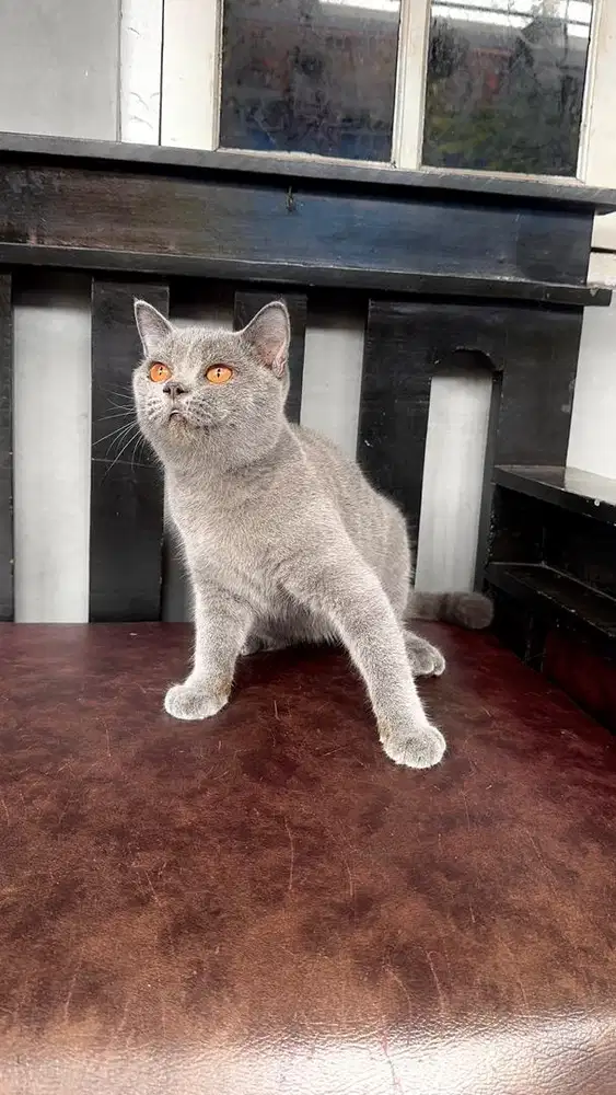 BRITISH SHORT HAIR BSH BLUE JANTAN