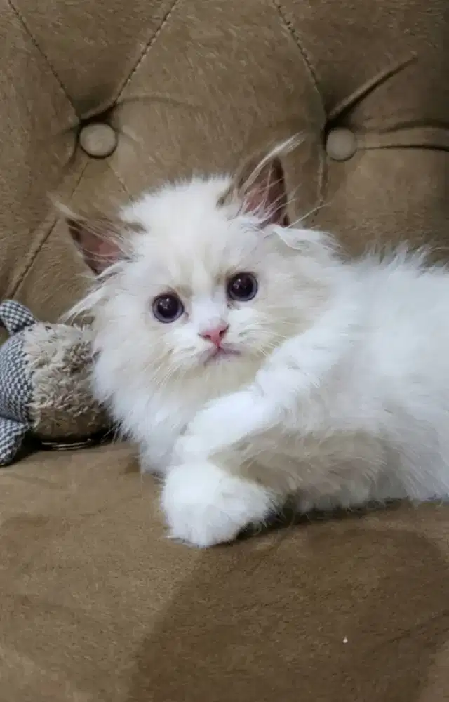 Ragdoll kitten parent import
