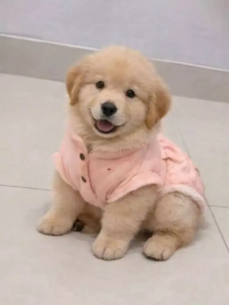 ANJING GOLDEN RETRIEVER PUPPY