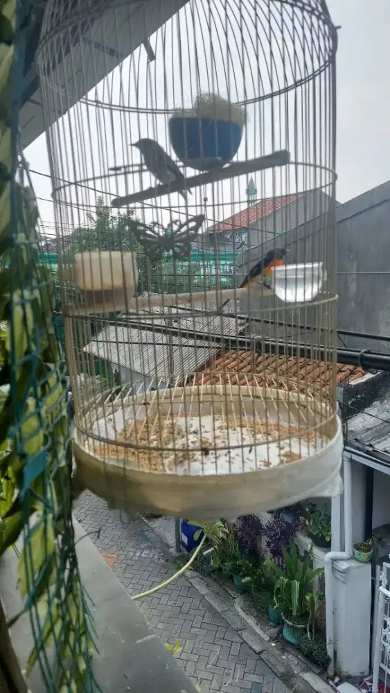 burung mantenan sepasang