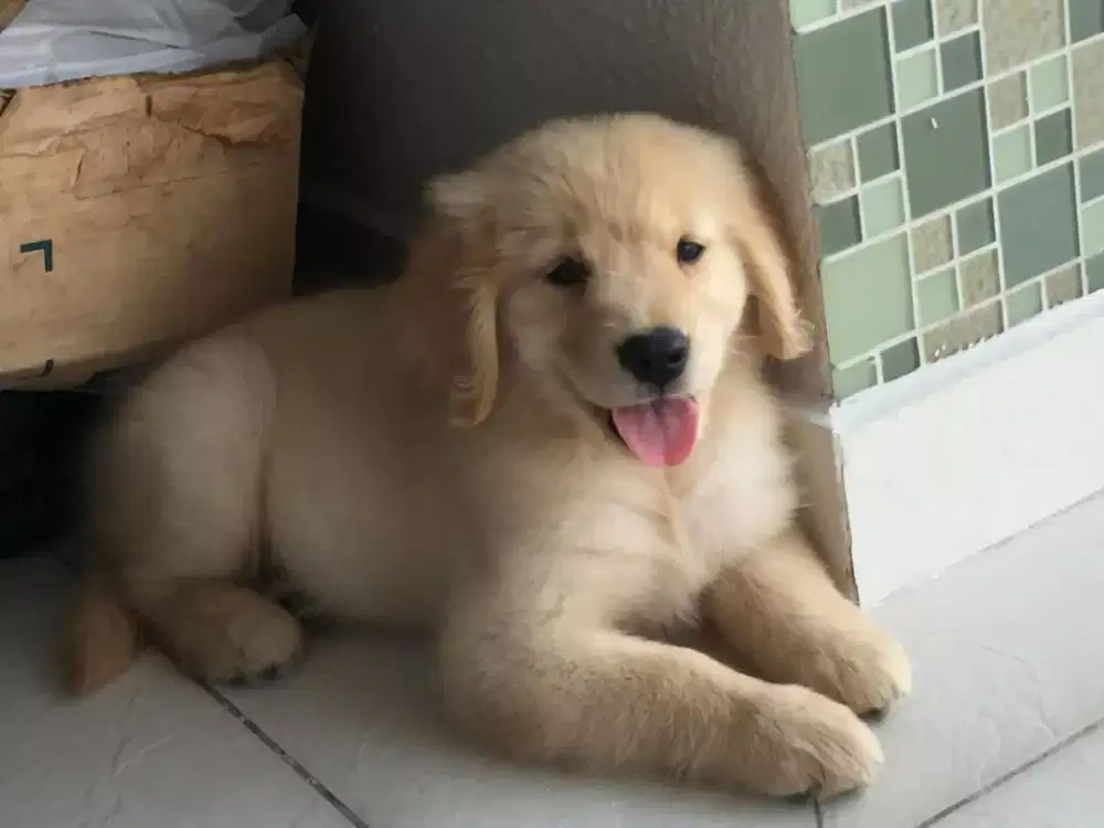 ANJING GOLDEN RETRIEVER PUPPY