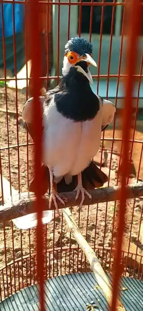 Jalak suren jawa gacor