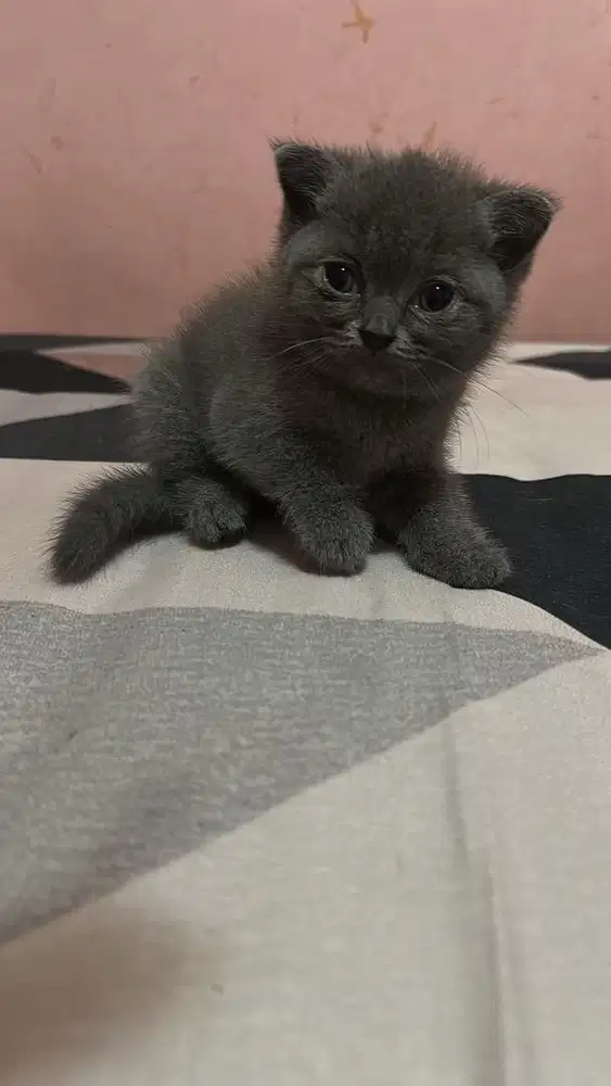 Kitten British Short Hair
