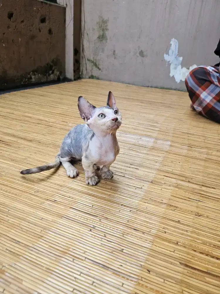 Bambino Betina Calico 3 Bulanan