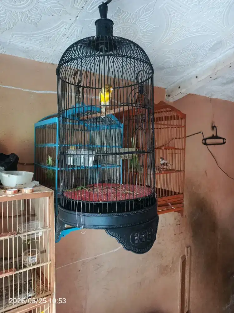 Burung kenari F1ys gacorrrrr pejantan muda.