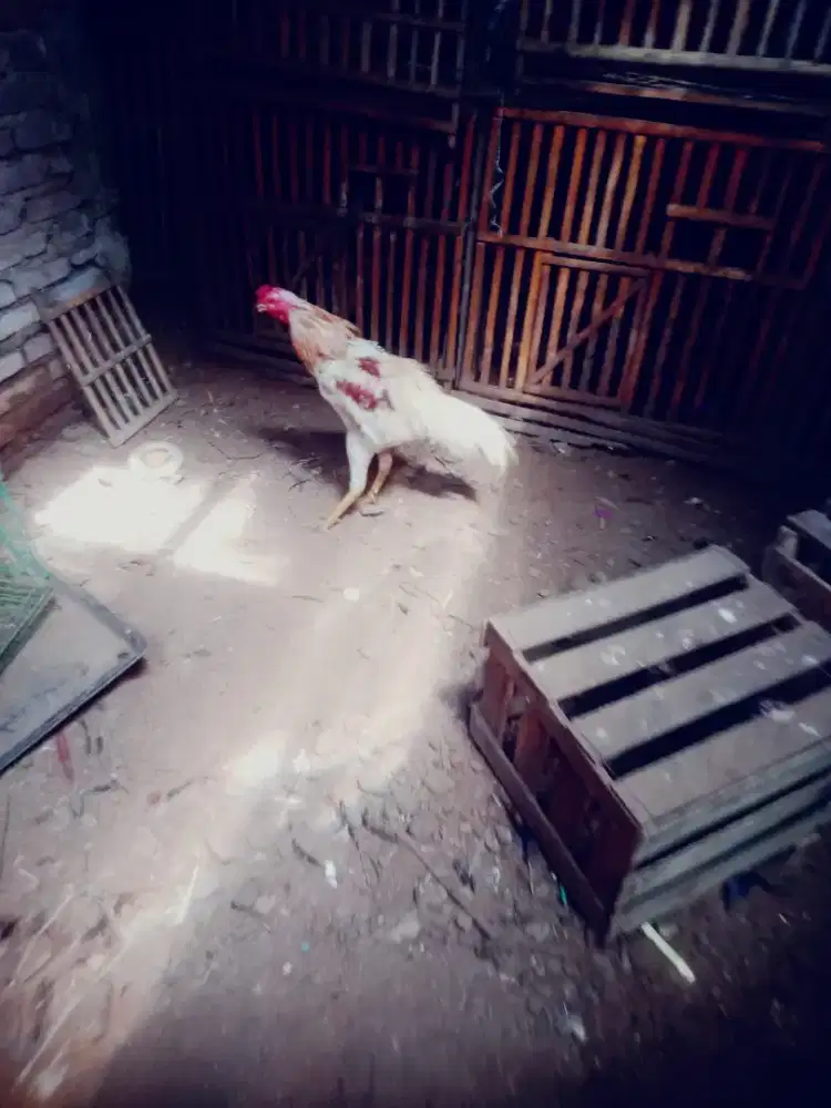 Ayam plucker aseel pukul ko win 3 x mantap vidio ada ada minus murah