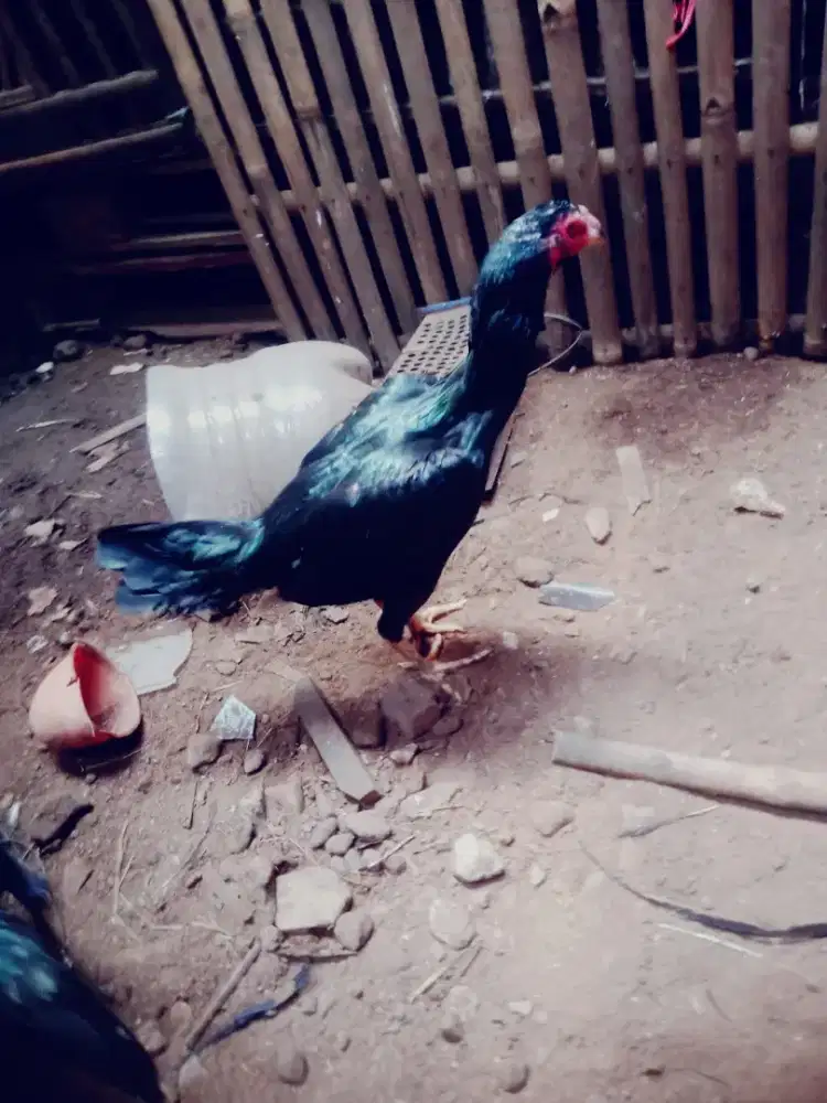 Ayam betina pakhoy pukul ko vidio ada murah
