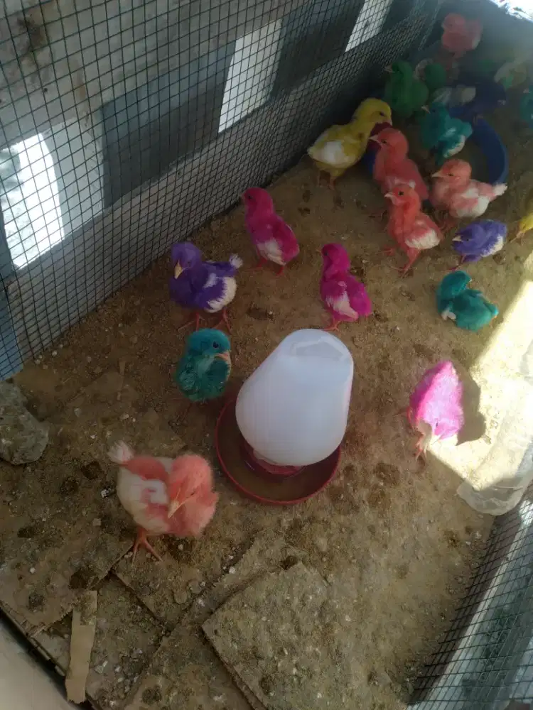 Jual Anak Ayam Umur 2 minggu