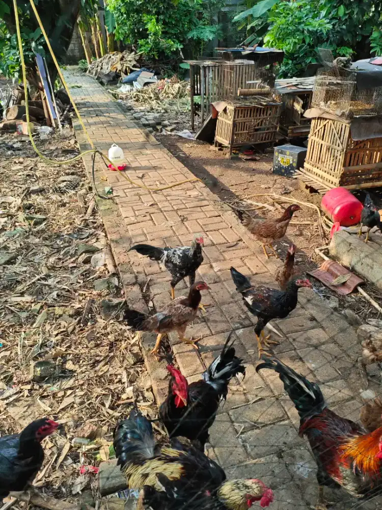 Ayam kampung usia 3 bulan up