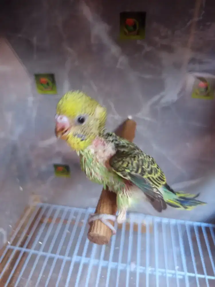 Lolohan lovebird klep nonklep & Parkit mutasi