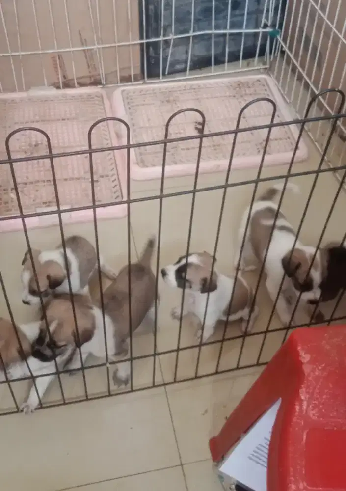 Anak Anjing / Puppy Beagle Mix Nett