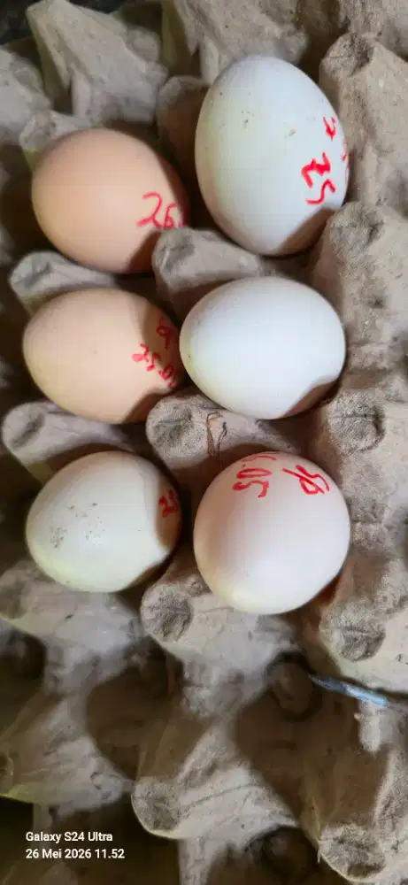 Telur Ayam Shamo Line Nuber