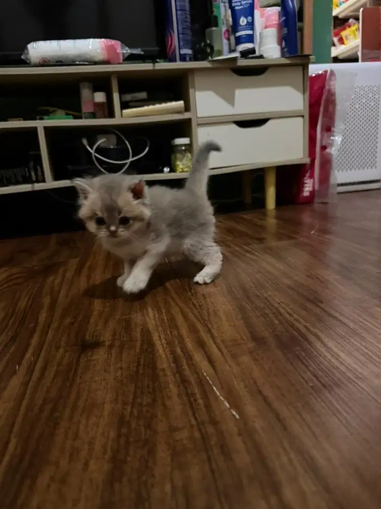 Kucing BSH adopt