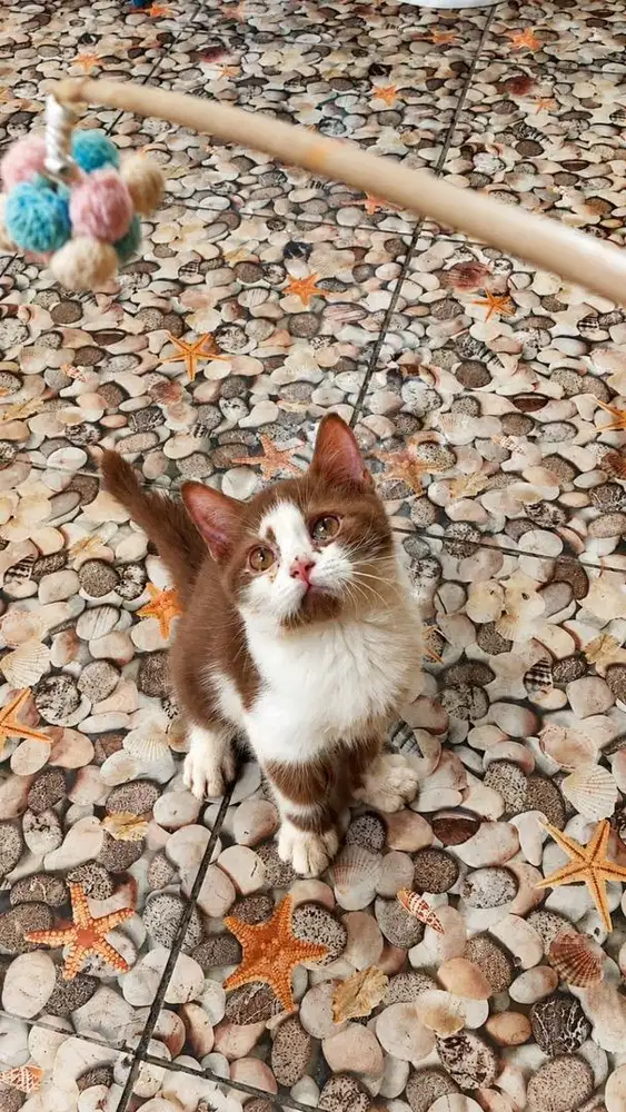 Bsh cinamon jantan