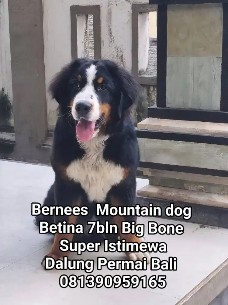 Bernese Mountain Betina