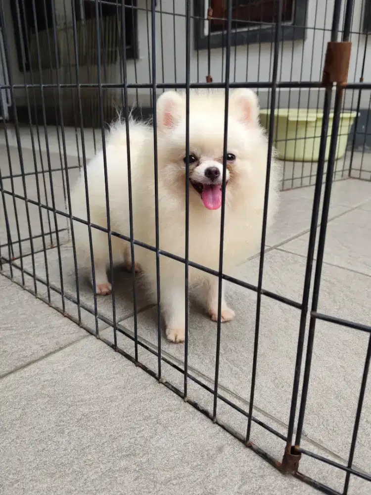 Super minipom Jantan