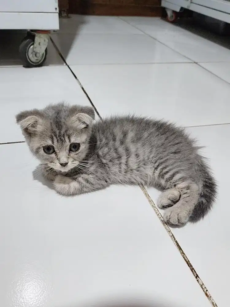 Kucing Scottish Fold Betina 3 Bulan