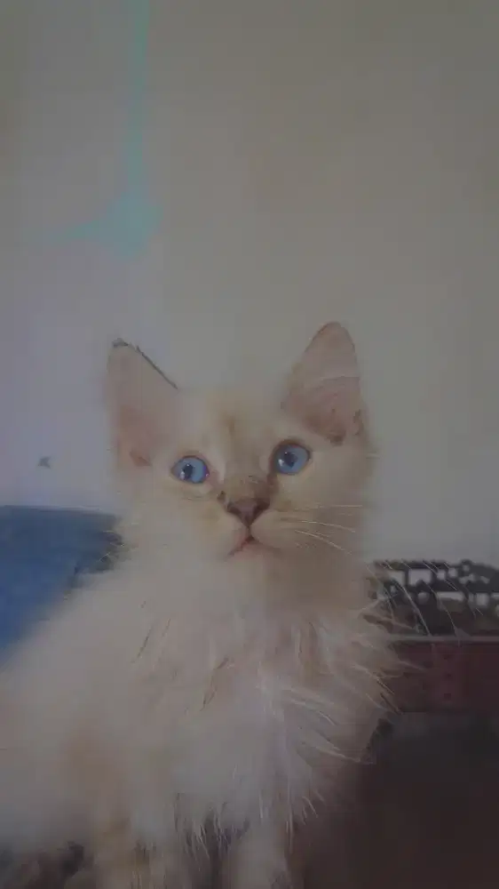 himalaya ,betina 3bulan