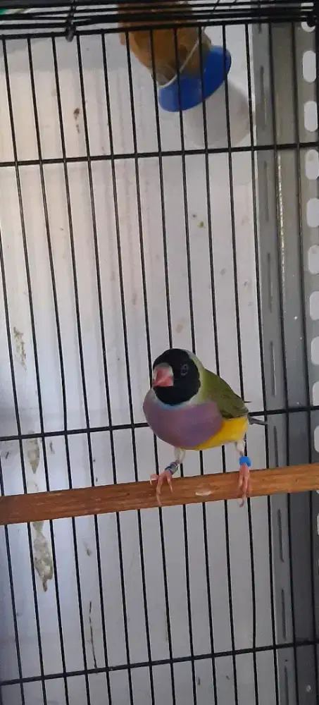 Burung Gould Amadine