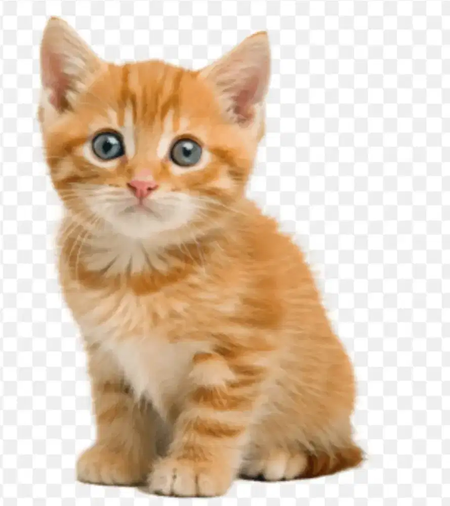 Kucing anakan Orange 3 bulan umurnya jantan mahar 300k