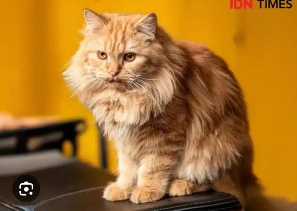 Kucing anakan orang 5 bulan jantan dan betina kembar mahar 500k