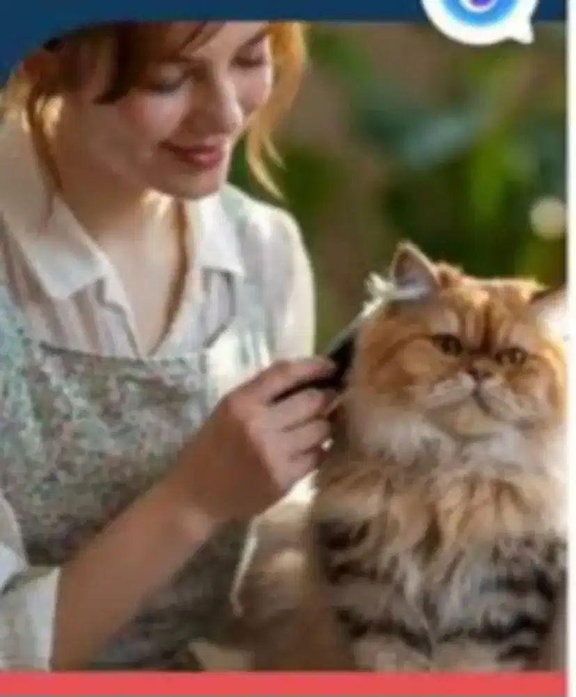 Jasa pet room care (kucing)